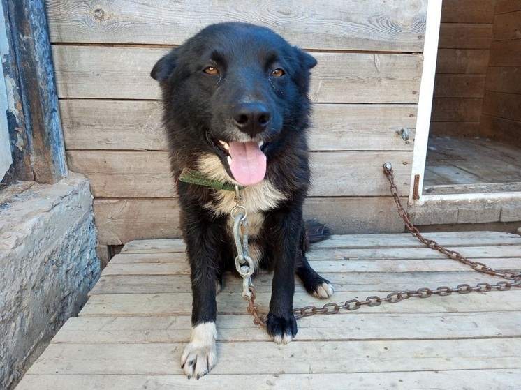 На нефтяном месторождении в НАО отловили бездомного пса