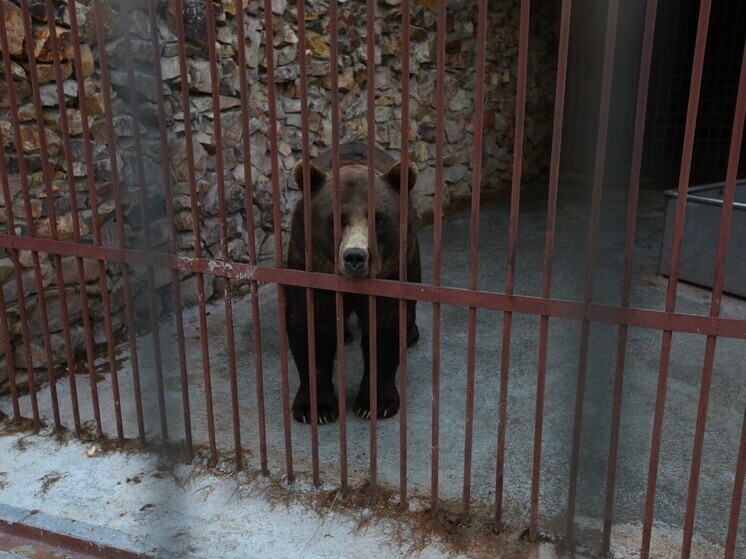 Под Магнитогорском медведя поселили в грязную клетку без домика