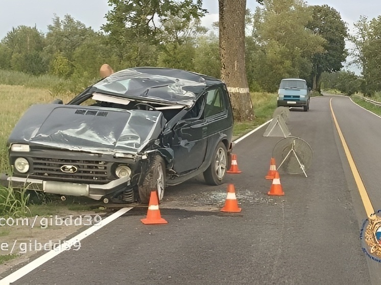 В Славске водитель въехал в дерево, чтобы не сбить косулю