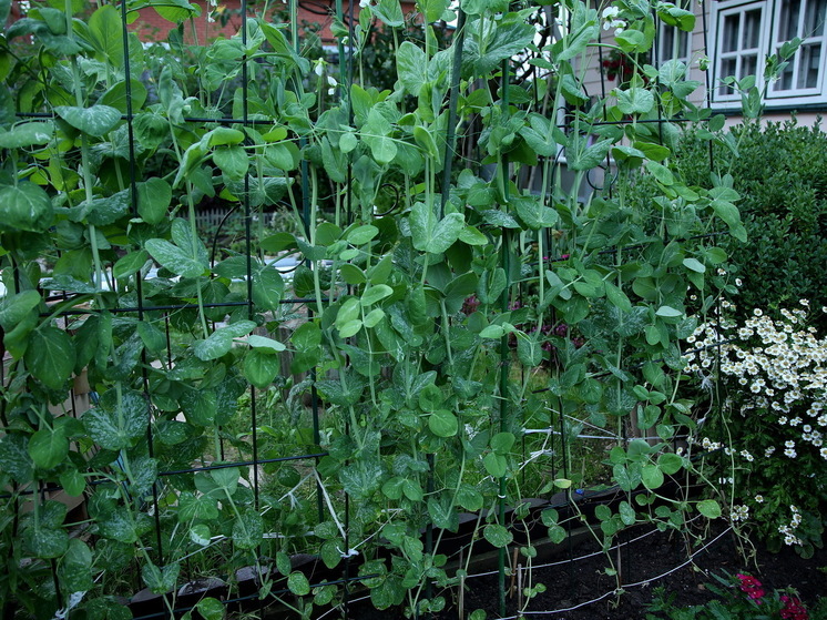 О средствах борьбы с тлёй рассказал агроном и биолог Михаил Воробьев