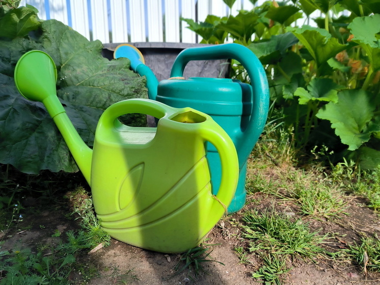 Названы способы избавления от кротов на дачном участке