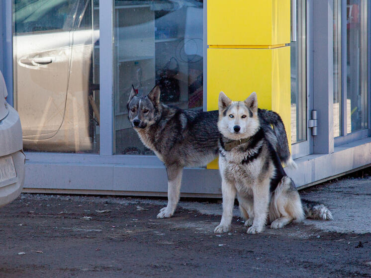 Дети прячутся на заборах в Краснодаре от стаи бродячих собак, но власти не реагируют