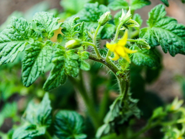 В Марий Эл объявлен карантин из-за картофельного вредителя