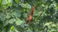 Белок стали замечать в садах жители Орловской области