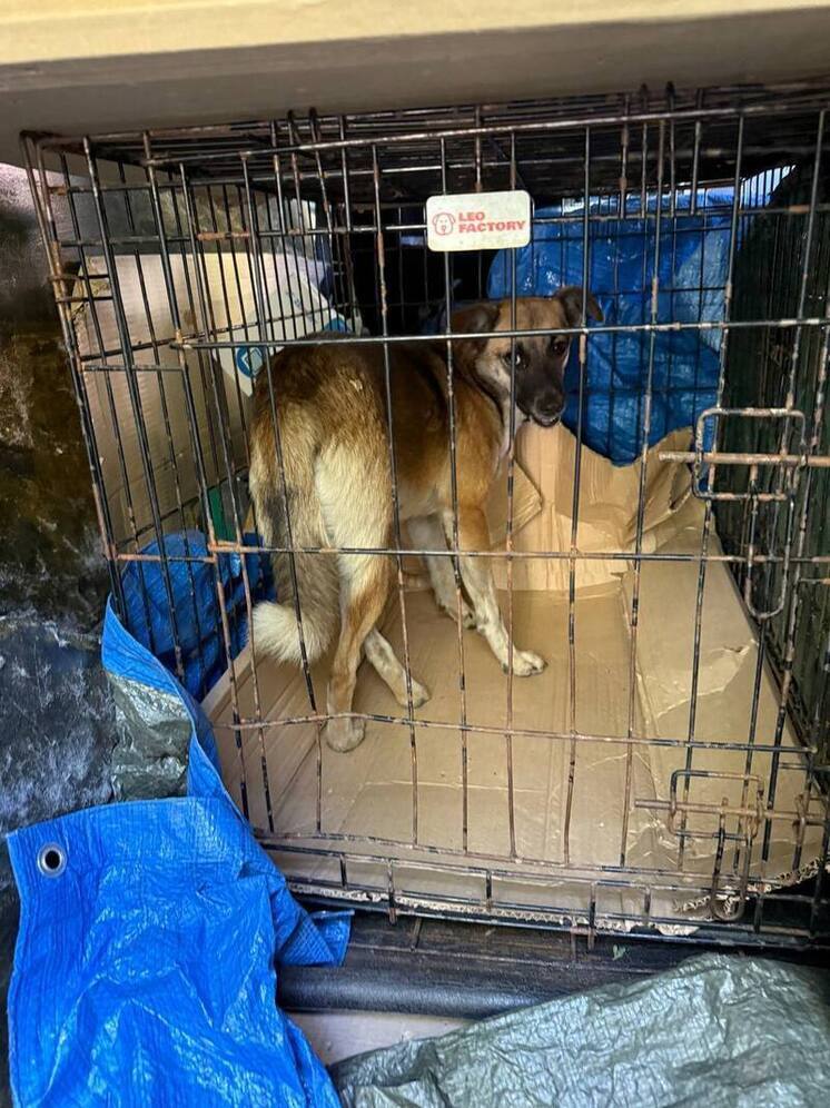 В Макеевке отлавливают бродячих собак