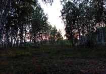 В Азовском районе Омской области местная жительница обнаружила в лесу крупный белый гриб, предположительно боровик