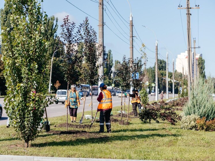 У Быханова сада в Липецке высадили новые декоративные яблони