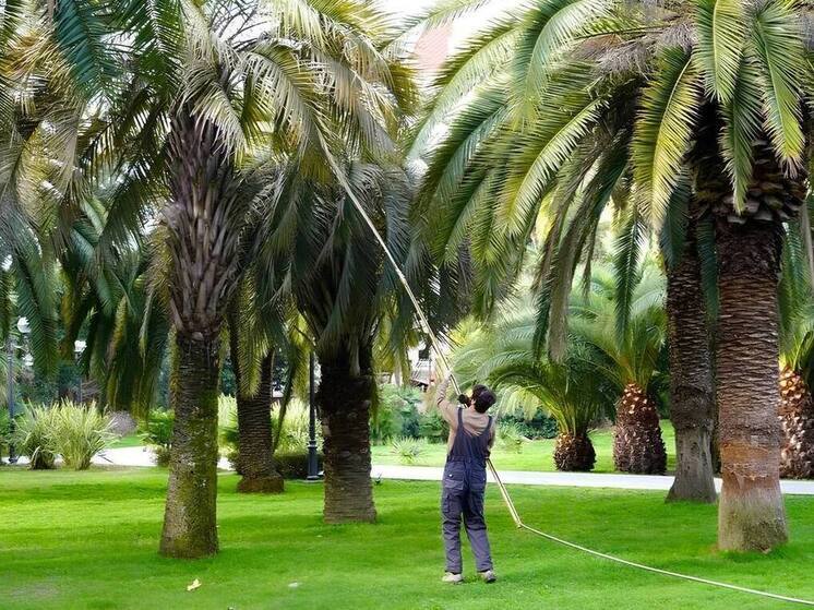 В Сочи вдвое увеличили бюджет на озеленение города