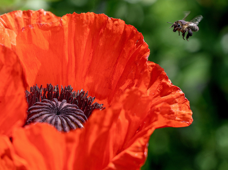14 августа православные христиане отмечают Медовый спас