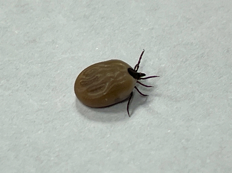 Врач-инфекционист Неронов: в августе у молодых клещей наступает пик активности