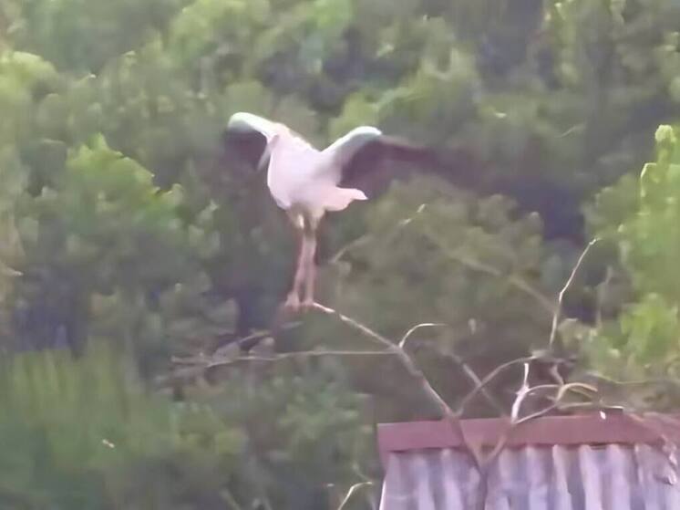 В Адлерском районе Сочи заметили редких белых аистов