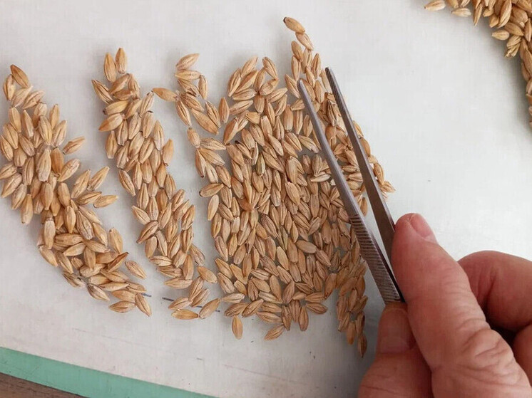 Хозяйства ДНР получат достаточно семян на озимый сев под урожай 2026 года