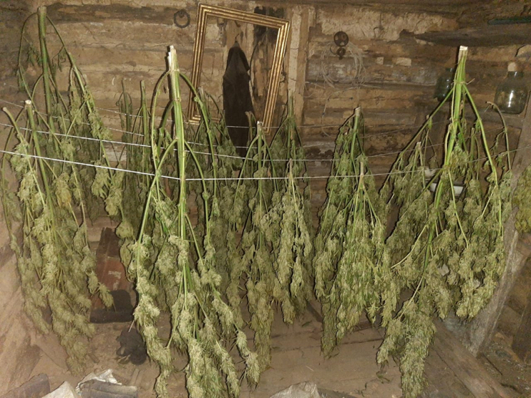 У моршанца дома обнаружили коноплю и марихуану
