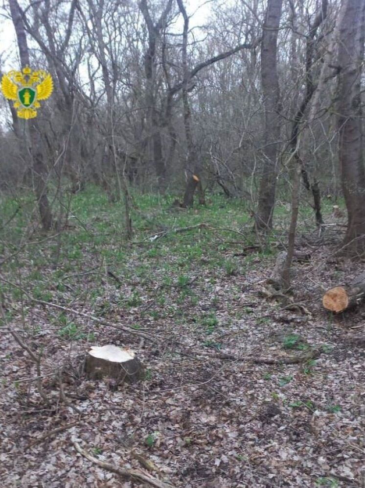 Житель Дагестана осужден за незаконную рубку 26 деревьев