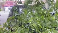 В Саратове дерево расплющило две машины