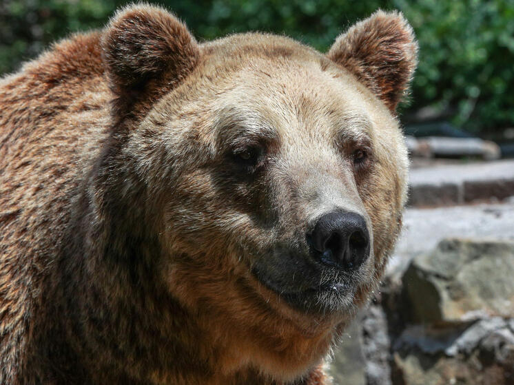 Гид на Итурупе отогнал медведя от туристов с помощью ведра и камней