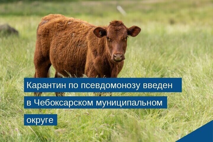 В Чебоксарском округе ввели карантин по псевдомонозу