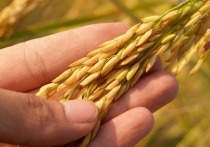 Рис может стать одним из ключевых экспортных продуктов Дагестана наряду с традиционной бараниной