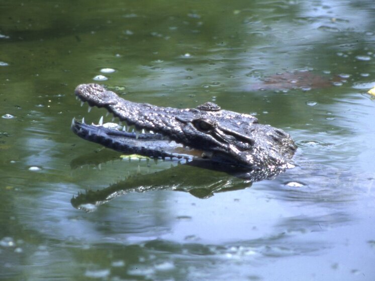 Муж спас жену от крокодила в канале под Суккуром в Пакистане
