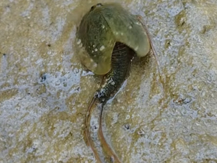 В калужской долине заметили живых ископаемых