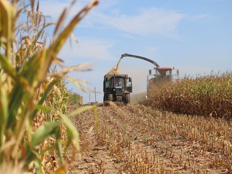 В Предгорье Ставрополья прогнозируют увеличение урожая кукурузы на 430 центнеров