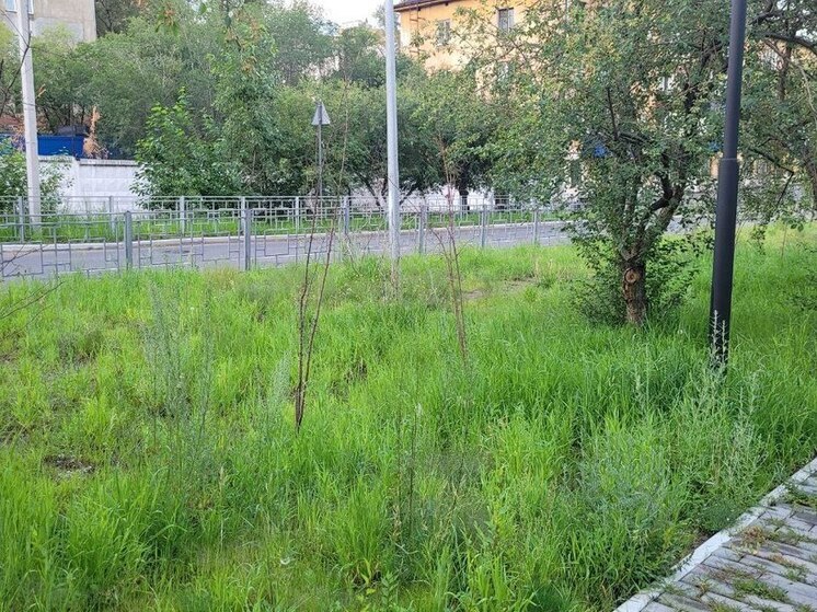 Заросшая травой и крапивой аллея по улице Горького возмутила жительницу Читы