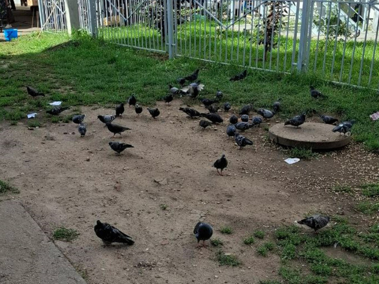 На улице Октябрьской в Рязани нашли мёртвых голубей