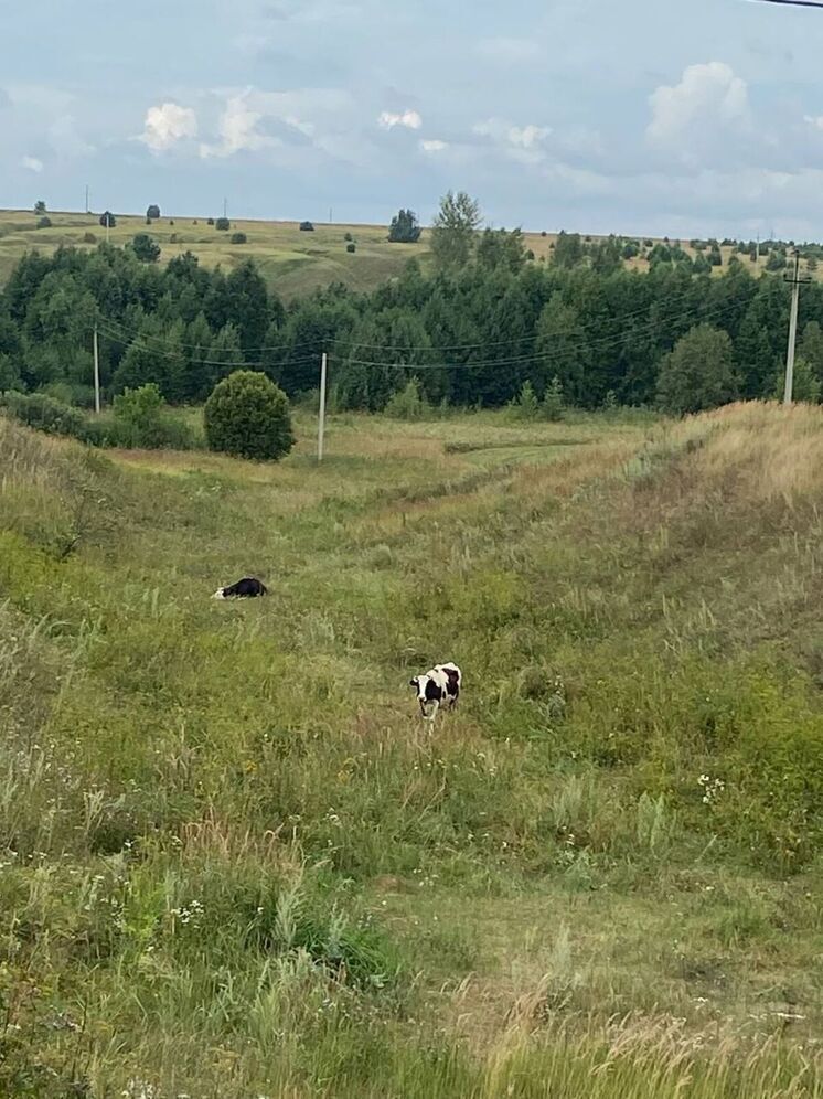 Фермер Панов объяснил, как кормление водорослями коров отражается на молоке