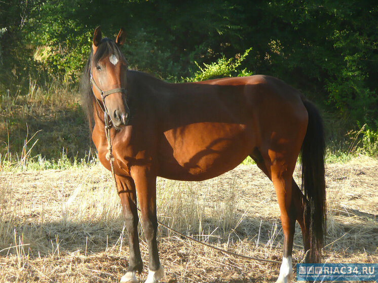 На территории ДНР планируется открытие нового центра иппотерапии благодаря поддержке волгоградцев