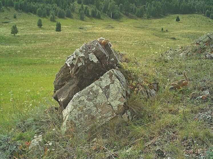 В хакасском заповеднике суслики «засняли» свое свидание на фотоловушку