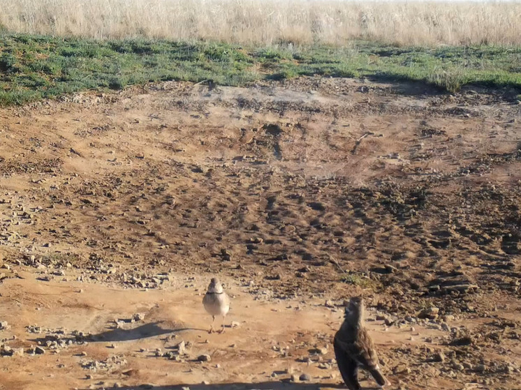 В Калмыкии в фотоловушку попали брачные танцы пернатых