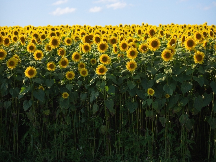 Агрономы оценили состояние подсолнечника в ЛНР