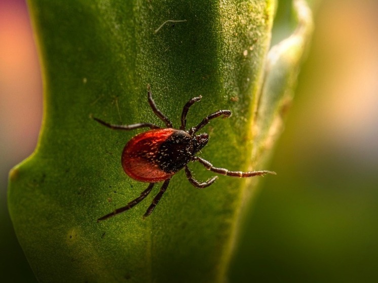 Калужанам посоветовали заправлять штаны в носки