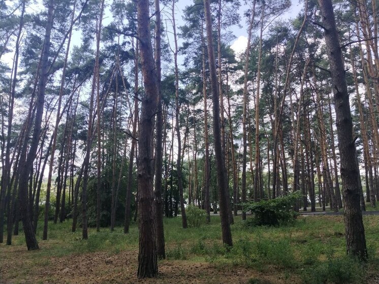 В Белгородской области ночью 15 августа похолодает до +8 градусов