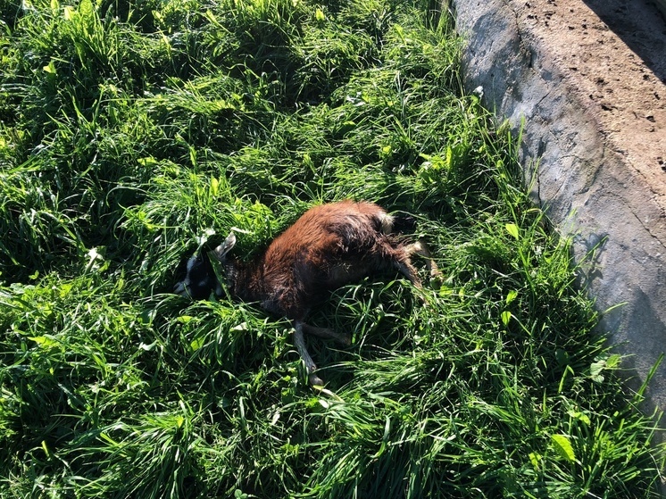 Животные гибнут на глазах у детей в деревне Кукуевка