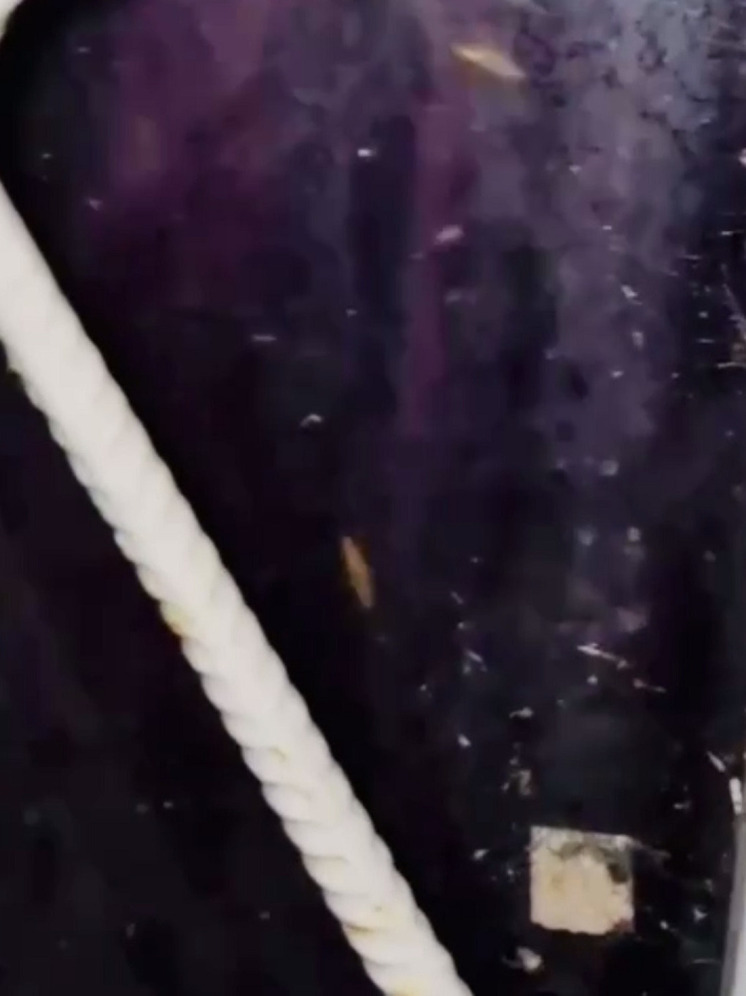 В Сочи люди жалуются на антисанитарию и тараканов, приползающих от соседки по дому