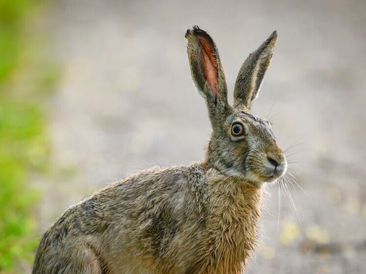 Выяснилось, как краснокнижный заяц-русак мог появиться в спальном районе Москвы