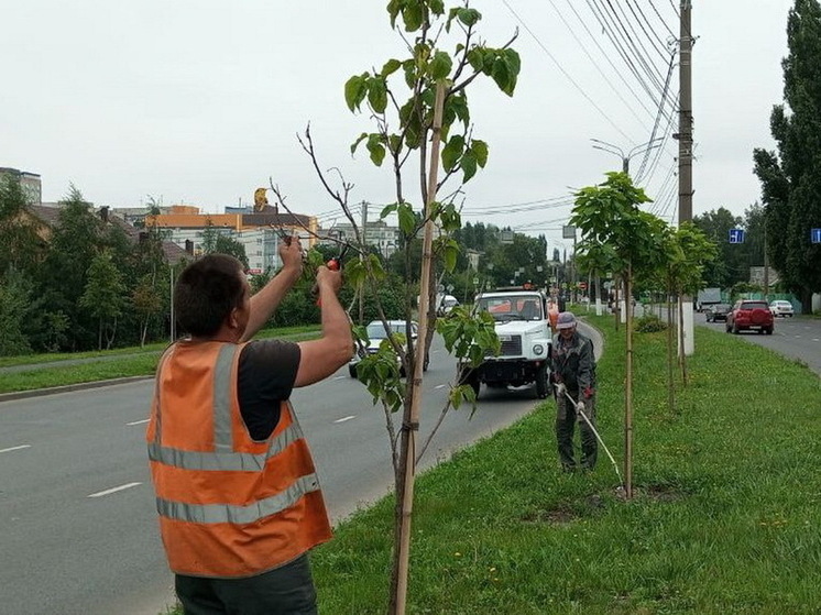 В Курске прижились более 98 процентов высаженных молодых деревьев
