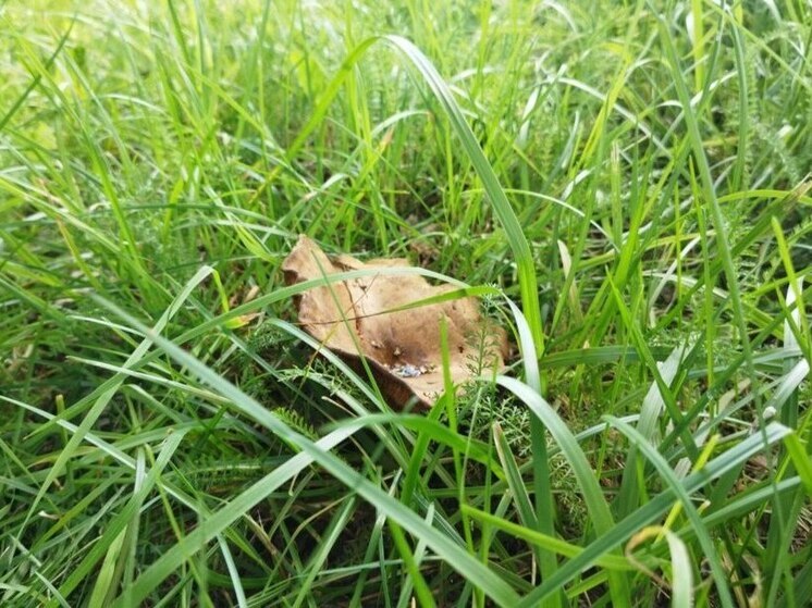 Тихая охота закончилась отравлением для 8 калининградцев с начала года