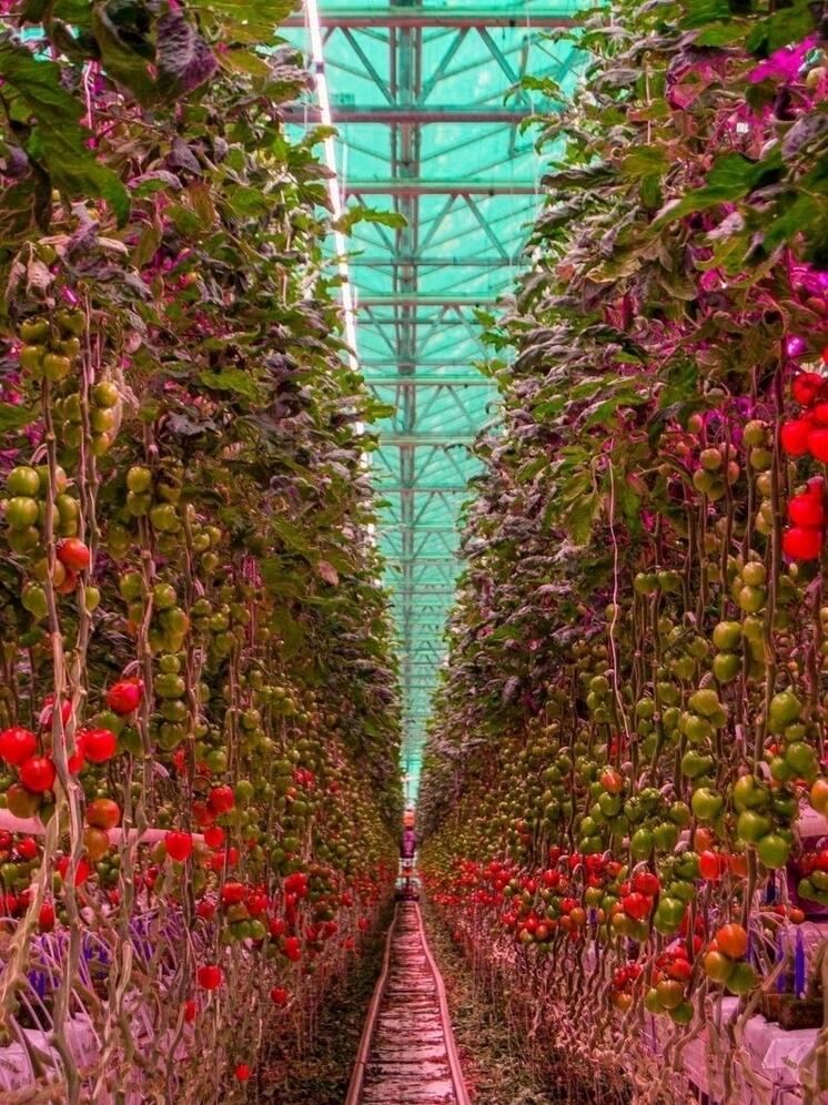 Овощеводы Калужского региона вновь бьют рекорды