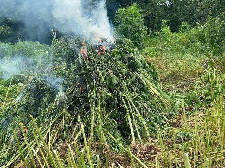 10 гектаров уничтоженной конопли: результаты операции "Мак-2025" в Приморье