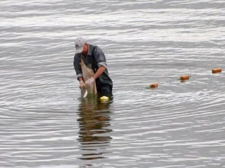 Дополнительные объёмы кеты выделили для рыболовов-любителей на Чукотке