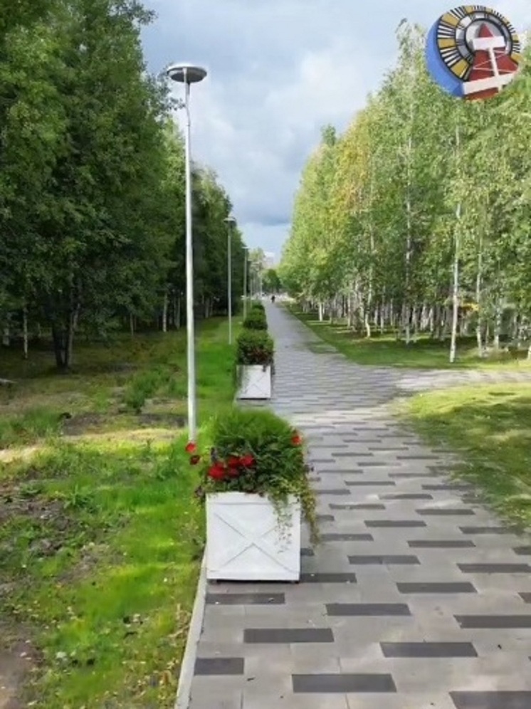 Туи и герань украсили проспект Мира в Ноябрьске