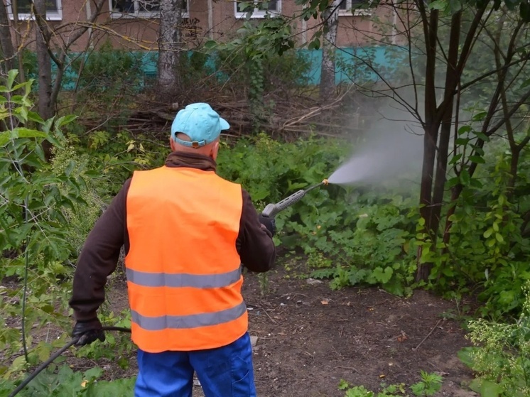 В Иванове городские власти продолжают борьбу с борщевиком Сосновского