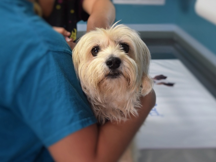 В одной из калужских ветклиник выявили проблемы с биоотходами