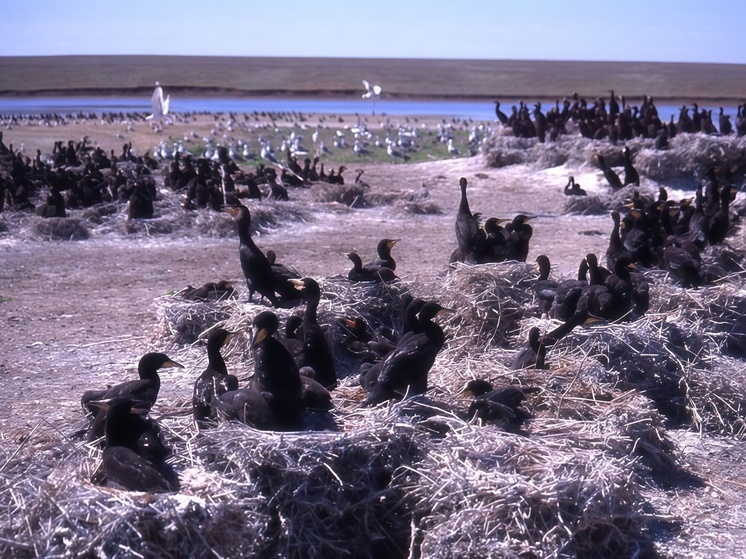 На Ставрополье выявлена крупнейшая в России колония розовых пеликанов.