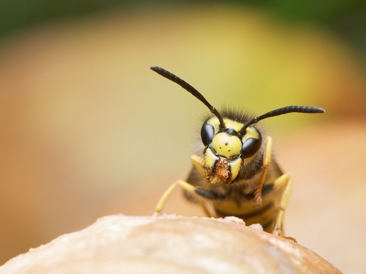Калужан предупредили о нашествии ос
