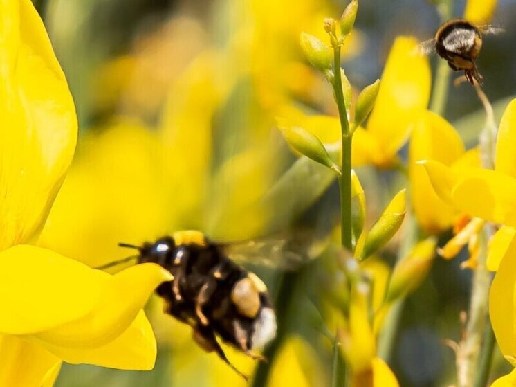 С пасек Сочи собрано более 10 тонн мёда