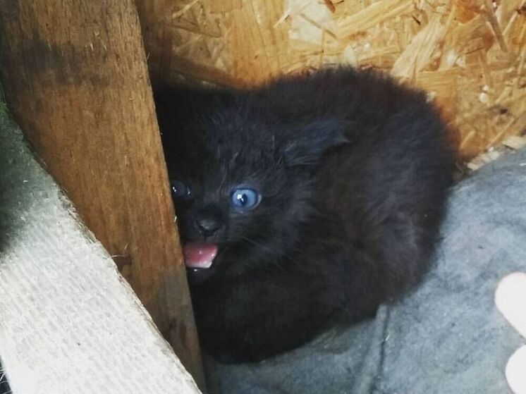 В Петербурге призрак на набережной оказался котенком