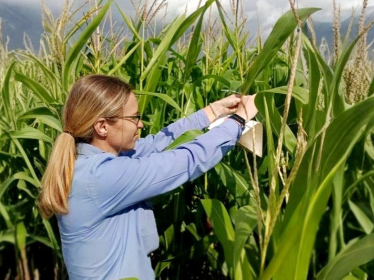 В Калужской области проверят кукурузные поля